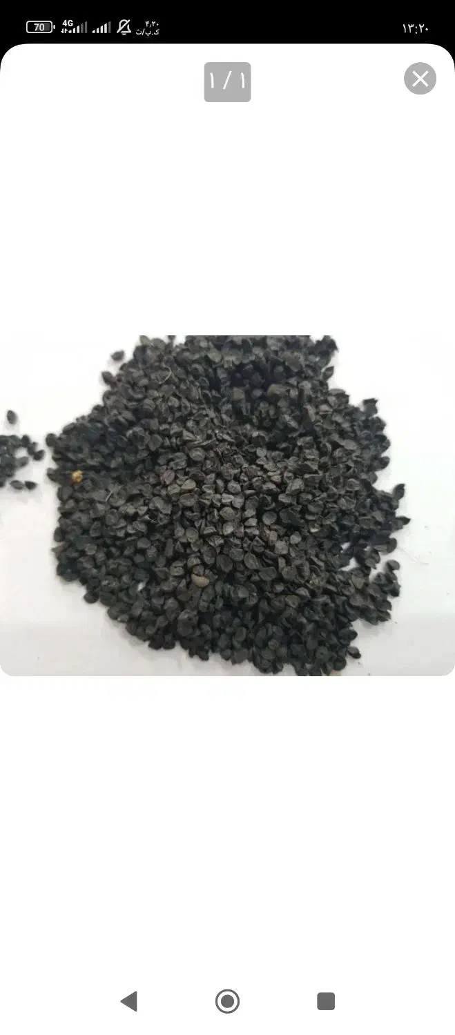 فروش انواع بذر پیاز درجه یک|خدمات باغبانی و درختکاری|کازرون, |دیوار