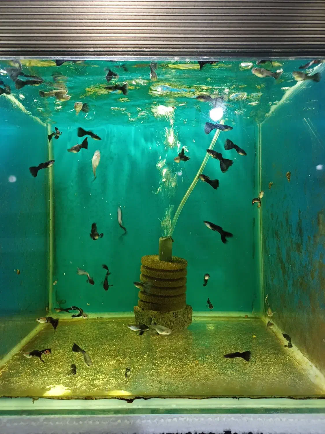 سالن فروش انواع ماهی و آکواریوم|ماهی|پرند, فاز ۵|دیوار