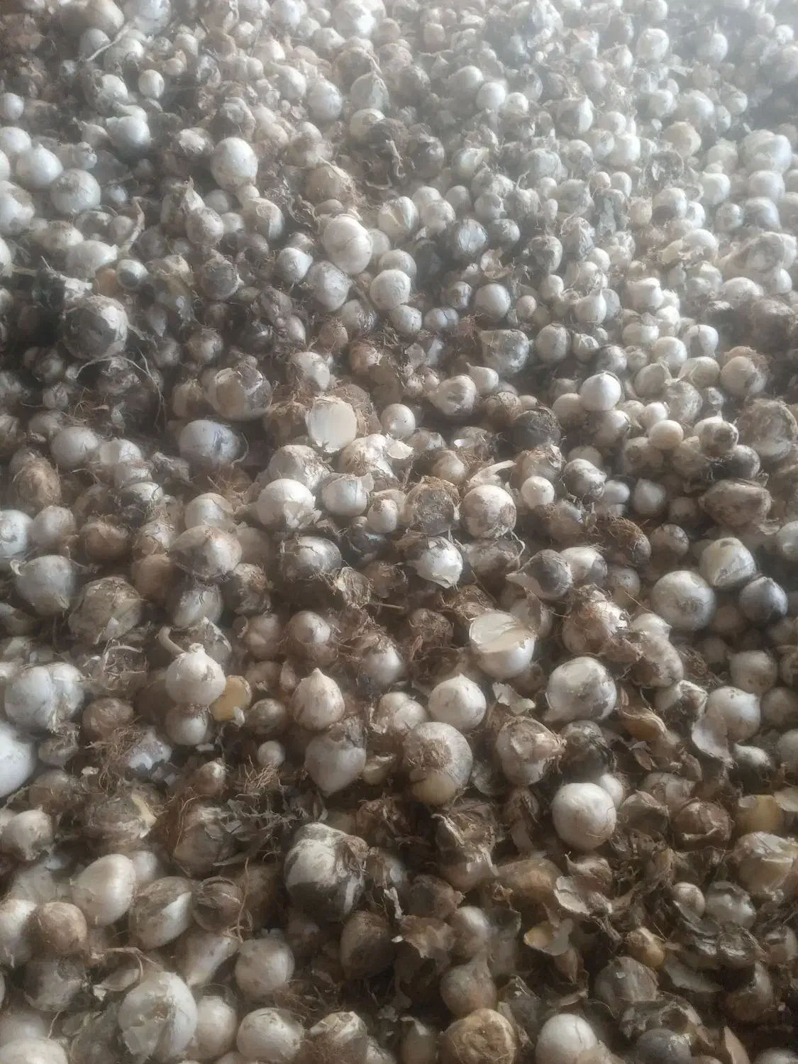 موسیر کوهی|خوردنی و آشامیدنی|نجف‌آباد, گلدشت|دیوار