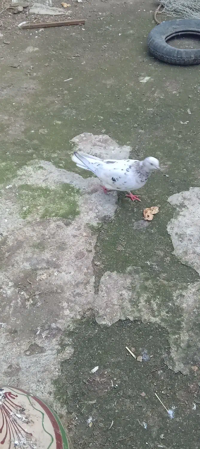 کبوتر سالم|پرنده|آستارا, |دیوار