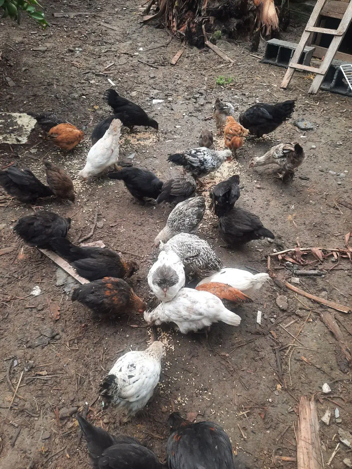 فروش مرغ و جوجه گلین|حیوانات مزرعه|نوشهر, |دیوار