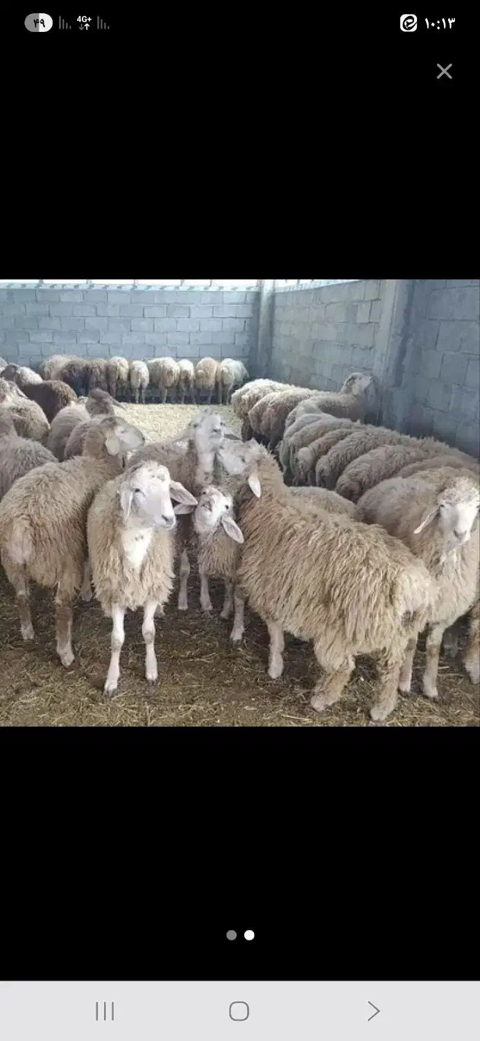 گوسفند زنده مغان افشار زیر نظر دام پزشک تهران|حیوانات مزرعه|ری, شهید بهشتی|دیوار