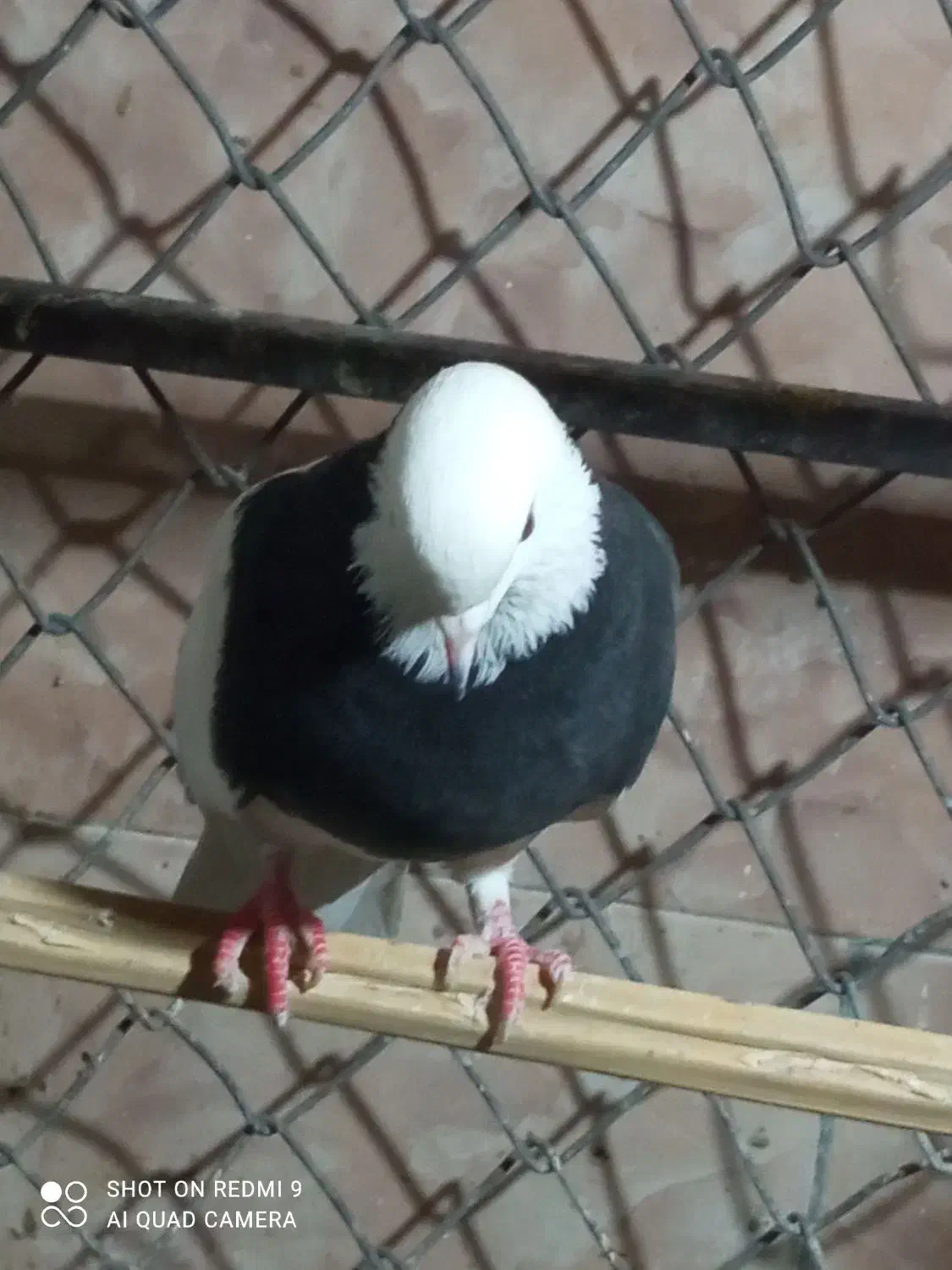 طوقی|پرنده|بم, |دیوار