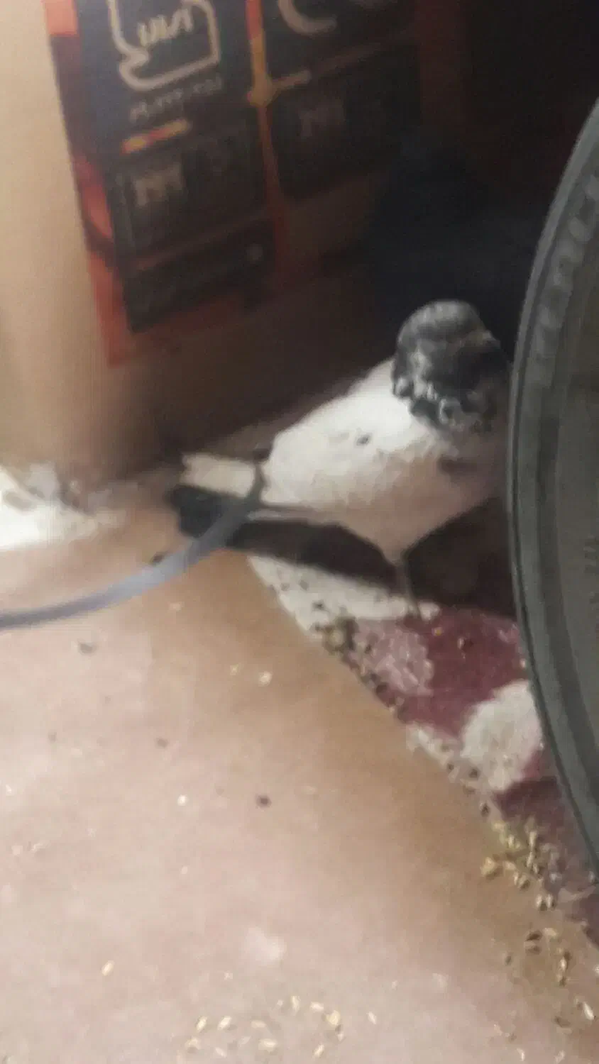 کله دمسبز|پرنده|نجفآباد, یزدانشهر|دیوار