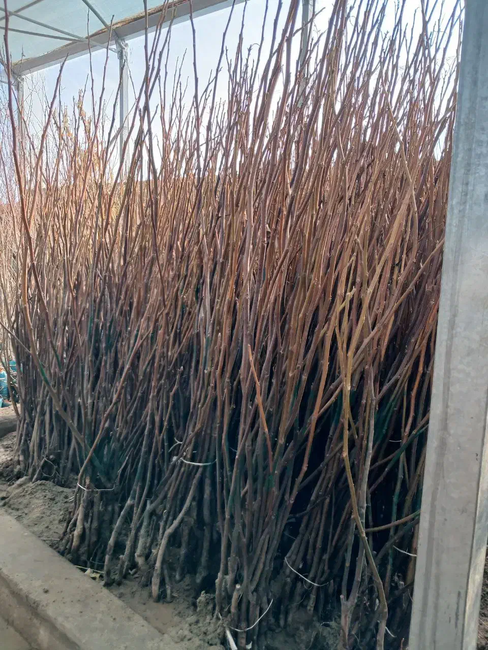 نهال گردو ژنوتیپ برتر تجاری اقتصادی|خدمات باغبانی و درختکاری|مرند, |دیوار