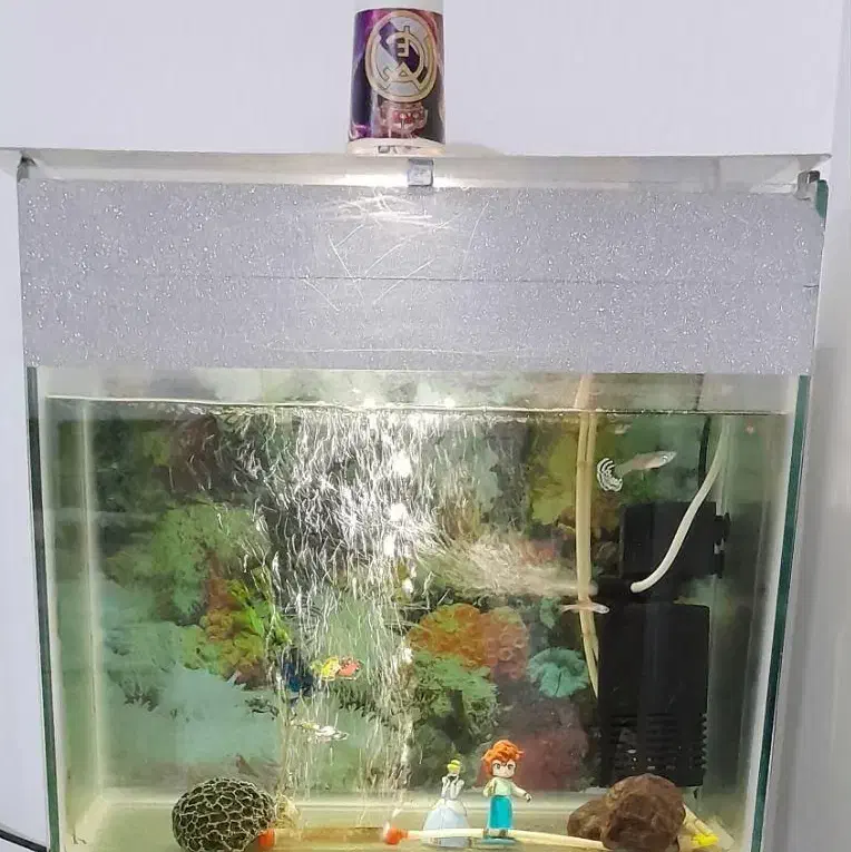 آکواریوم|ماهی|قدس, شهر‌قدس|دیوار