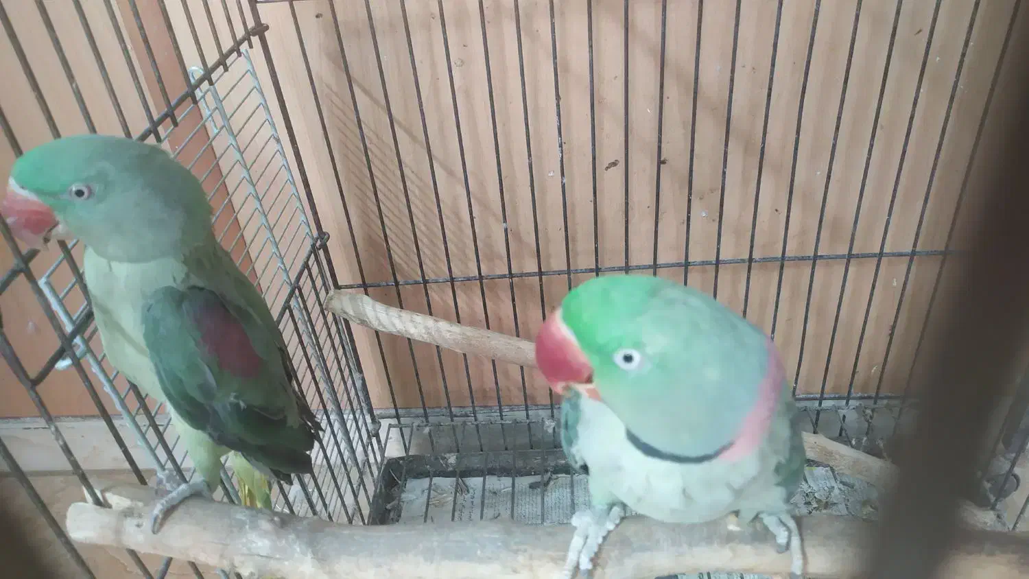 شاه طوطی مولد|پرنده|سمنان, |دیوار