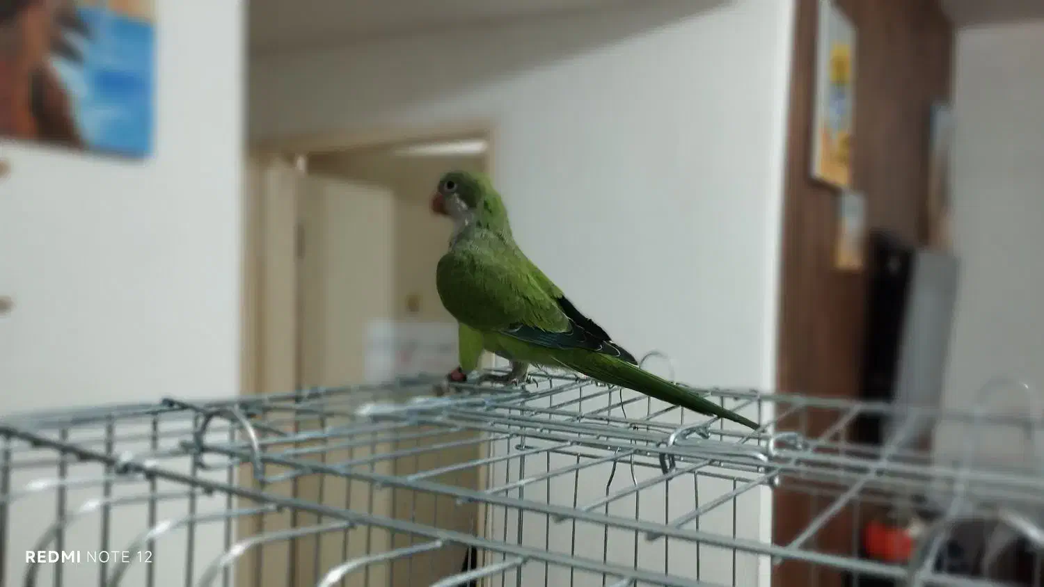 طوطی راهب|پرنده|پاکدشت, پارچین|دیوار