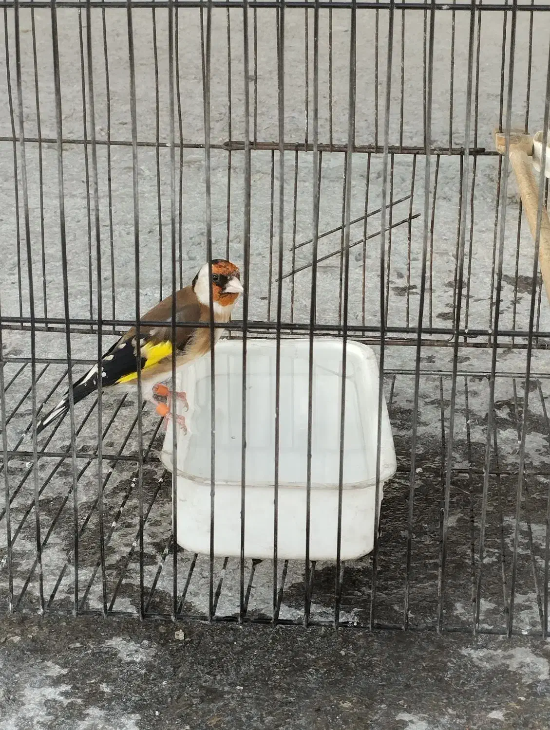 سهره رسمی مست به شرط|پرنده|بجنورد, |دیوار