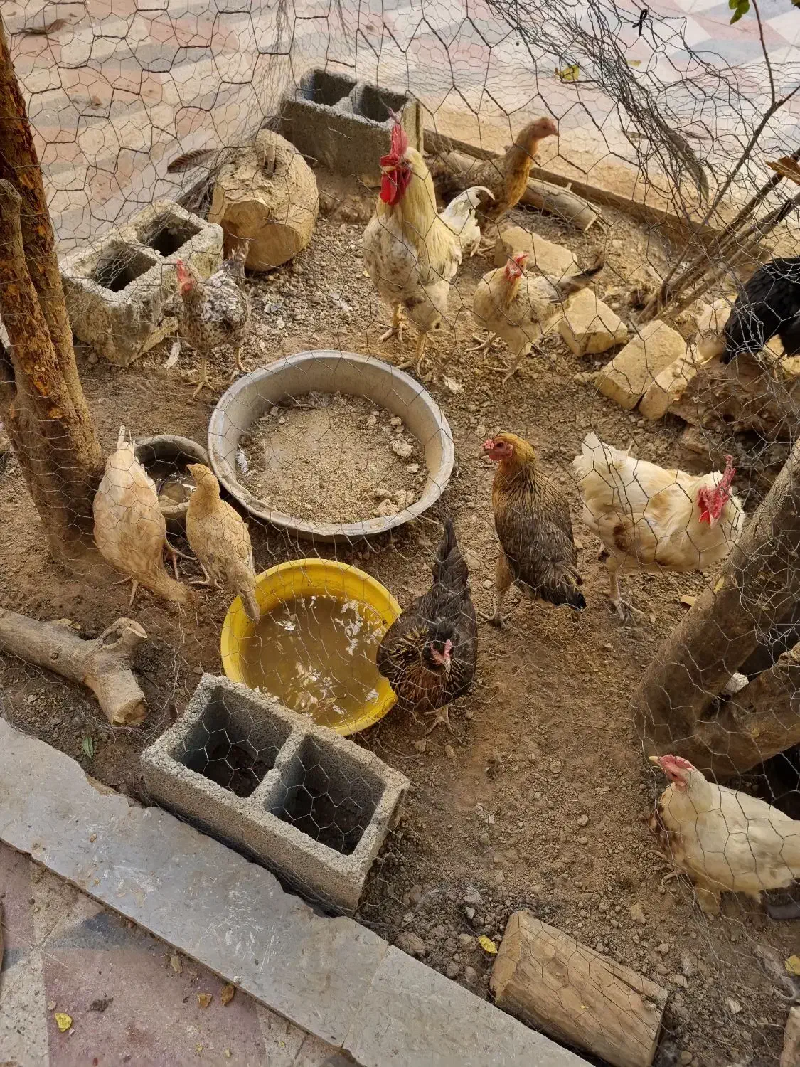 مرغ و جوجه و خروس|حیوانات مزرعه|شیراز, شهرک پرواز|دیوار