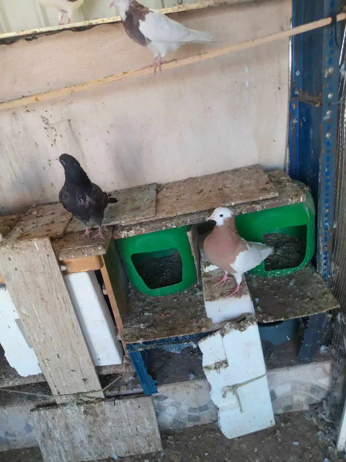 تعدادی کبوتر|پرنده|نیشابور, مدرس|دیوار