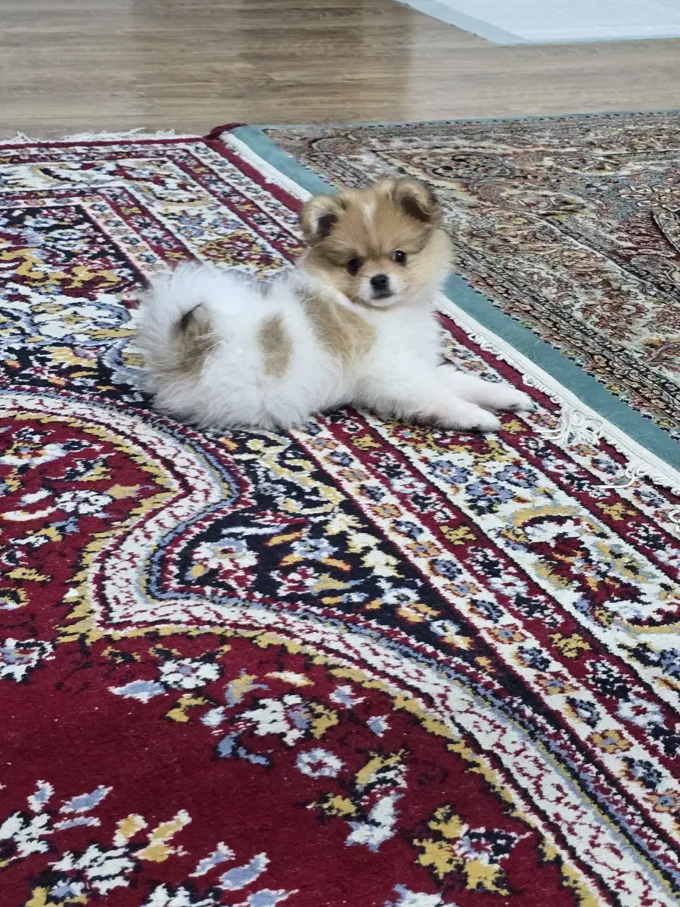 پامر خرسی|سگ|کرج, محمود آباد|دیوار