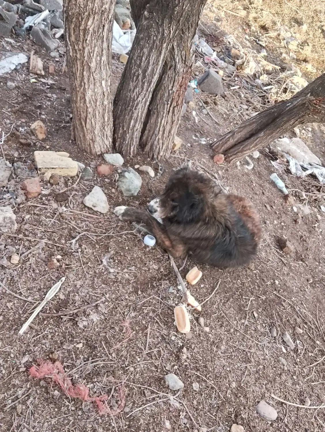 سگ قفقاز|سگ|دهگلان, |دیوار