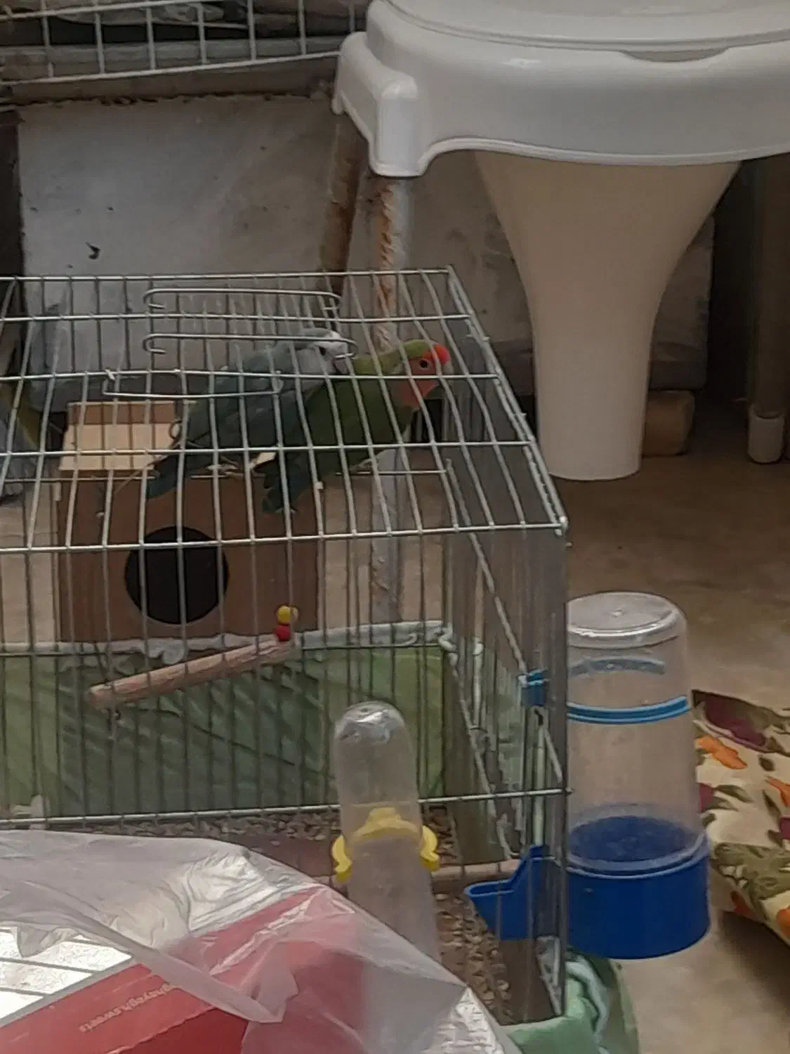 طوطی برزیلی|پرنده|مسجد سلیمان, |دیوار