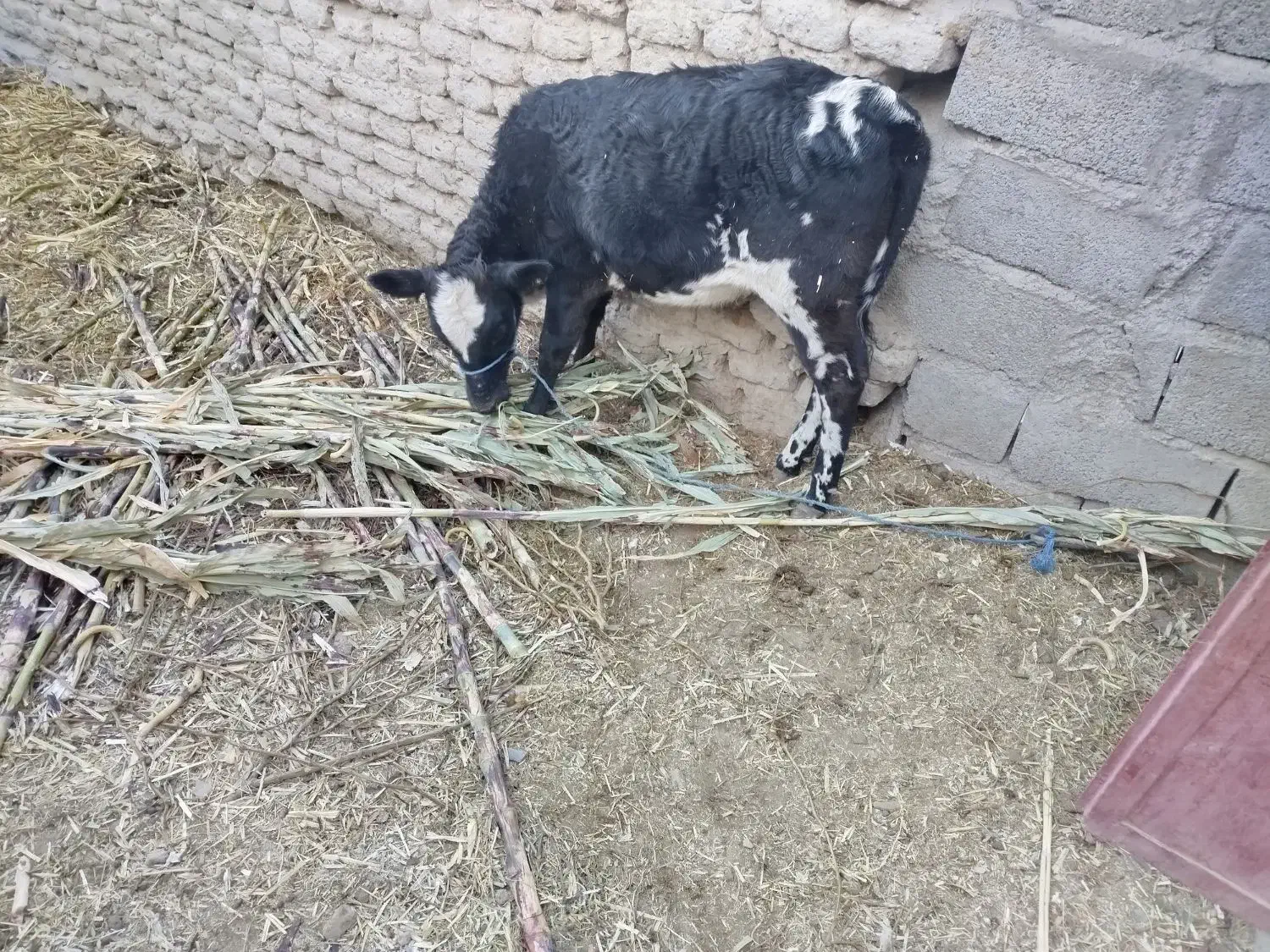 گوساله ماده معاوضه با گوساله نر|حیوانات مزرعه|سراوان, |دیوار