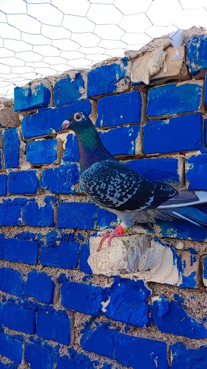 کبوتر پرنده ماده پلاکی درجه یک|پرنده|کارون, |دیوار