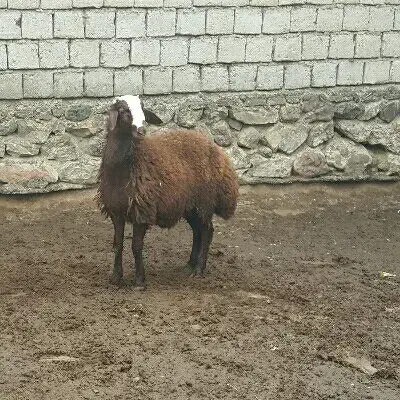 بره بره نر کاور گوسفند|حیوانات مزرعه|صحنه, |دیوار