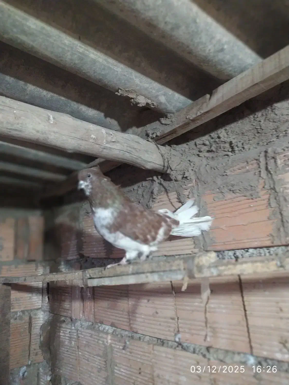 کبوتر گرگی کشیده|پرنده|آق قلا, |دیوار