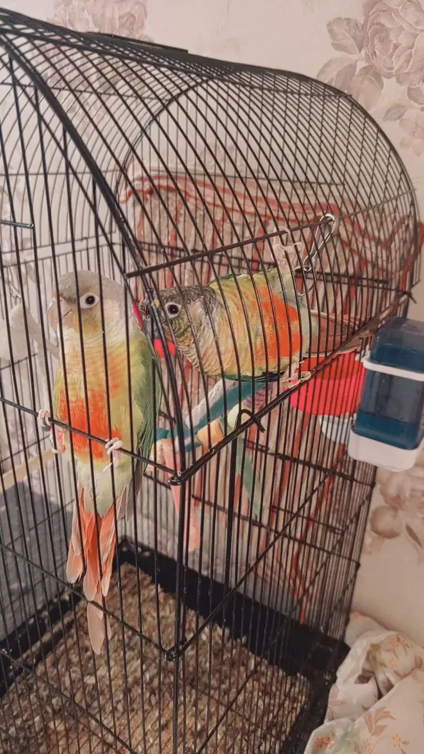 گرینچیک|پرنده|مشهد, موعود|دیوار