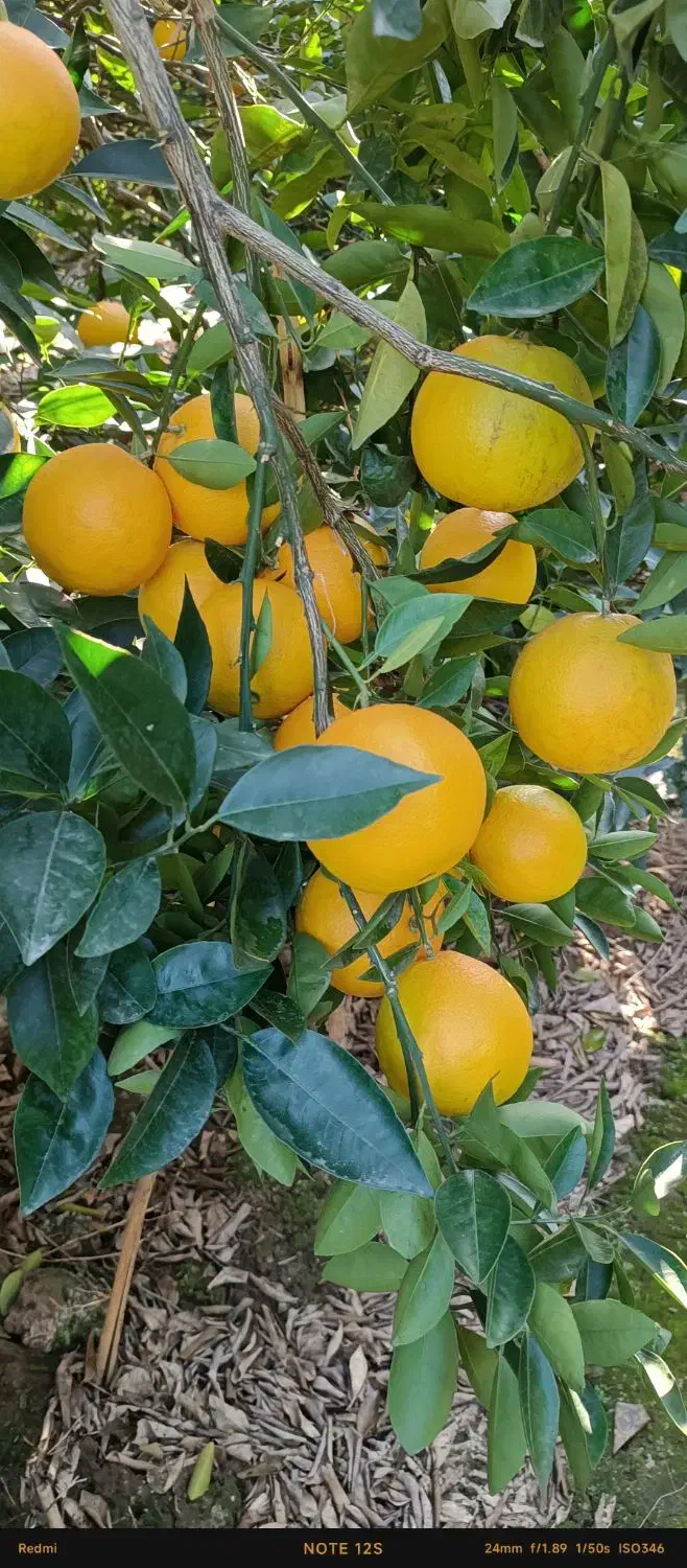 پرتقال تامسون نیسانی خاور صادراتی سبدی فله|عمدهفروشی|ساری, |دیوار