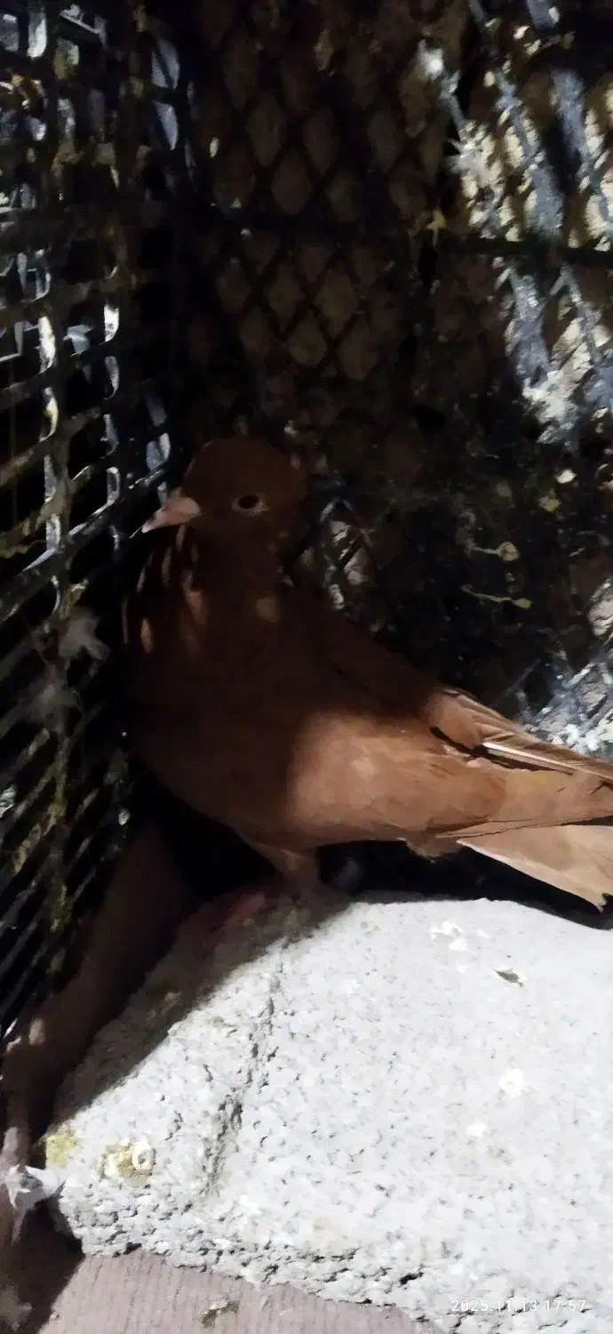 کبوتر|پرنده|دره شهر, |دیوار