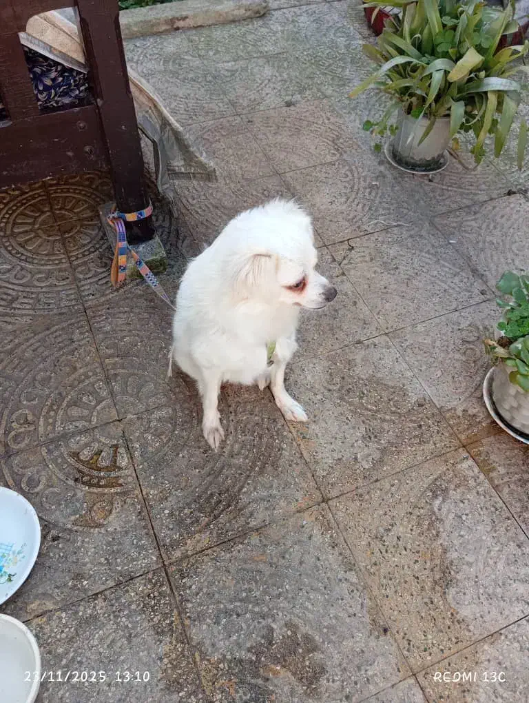 سگ  خونگی|سگ|آستانه اشرفیه, |دیوار