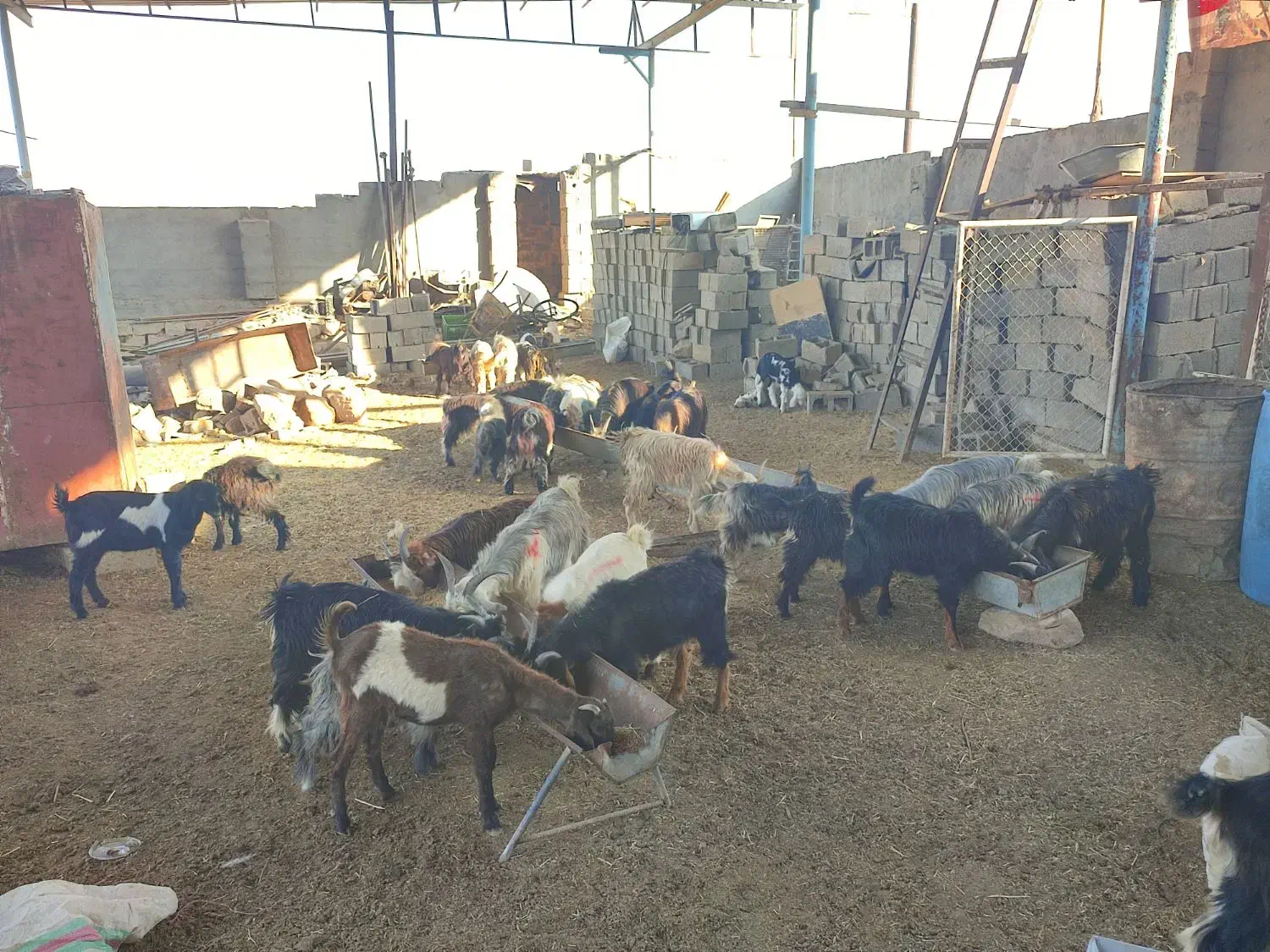 حدود 40عددبز نروماده جوان برای پرواری خوبه|حیوانات مزرعه|شوشتر, |دیوار