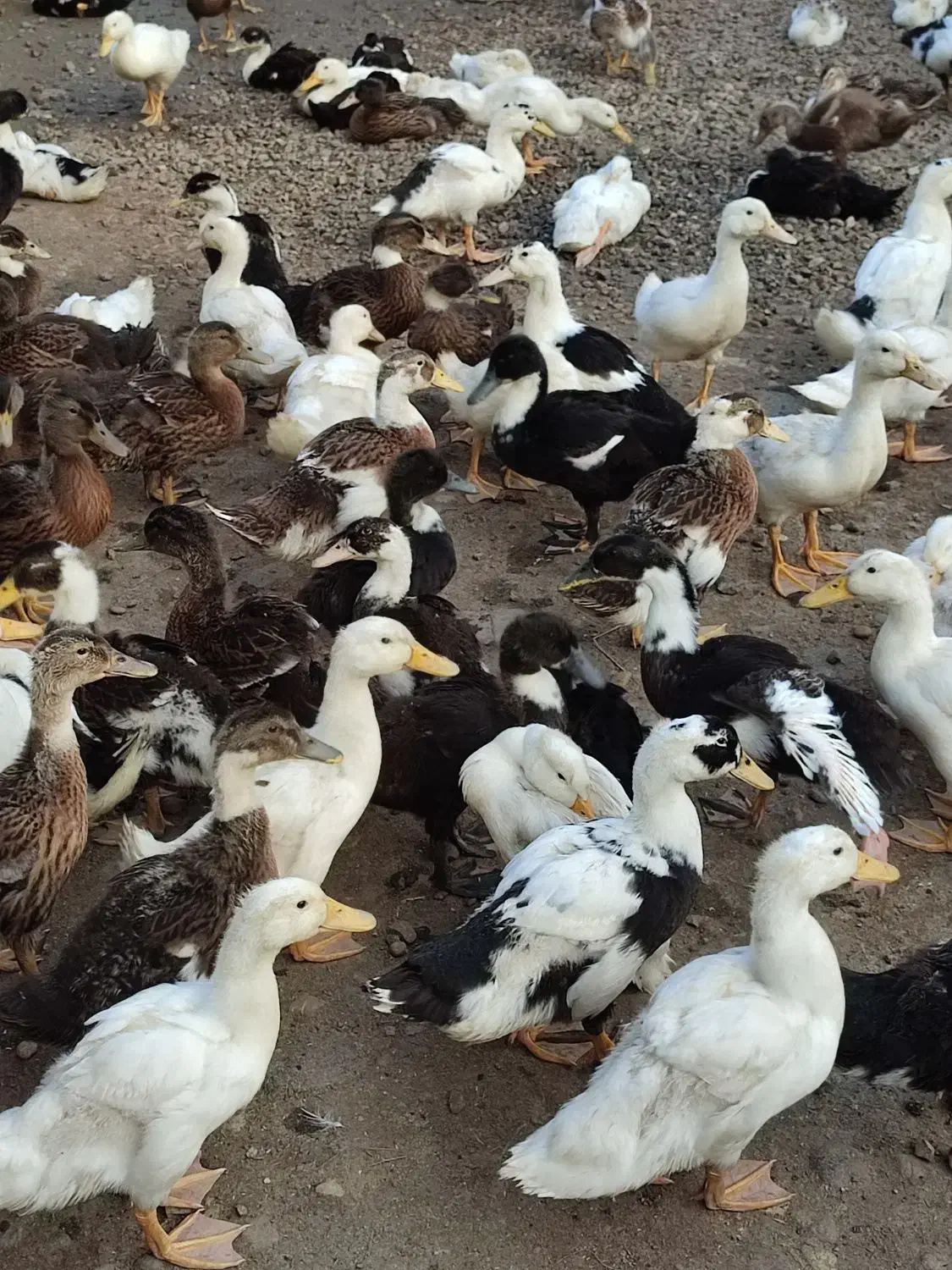 اردک نیمچه پکنی|حیوانات مزرعه|رشت, احمد گوراب|دیوار