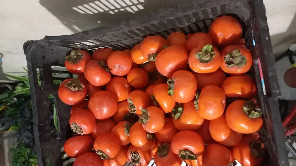 خرمالو خوشمزه|خوردنی و آشامیدنی|هشتگرد, هشتگرد قدیم|دیوار