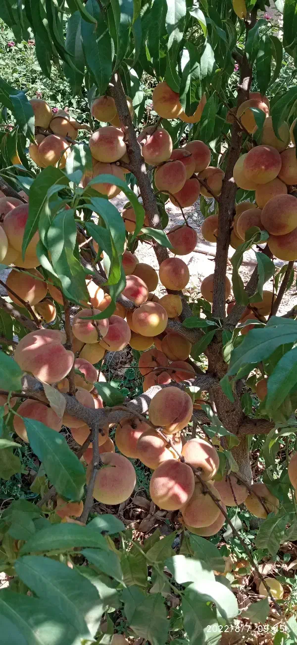 نهال و نهالستان تعاونی گوارشگ زیر قیمت بازار حراج|خدمات باغبانی و درختکاری|مشهد, توس فردوسی|دیوار