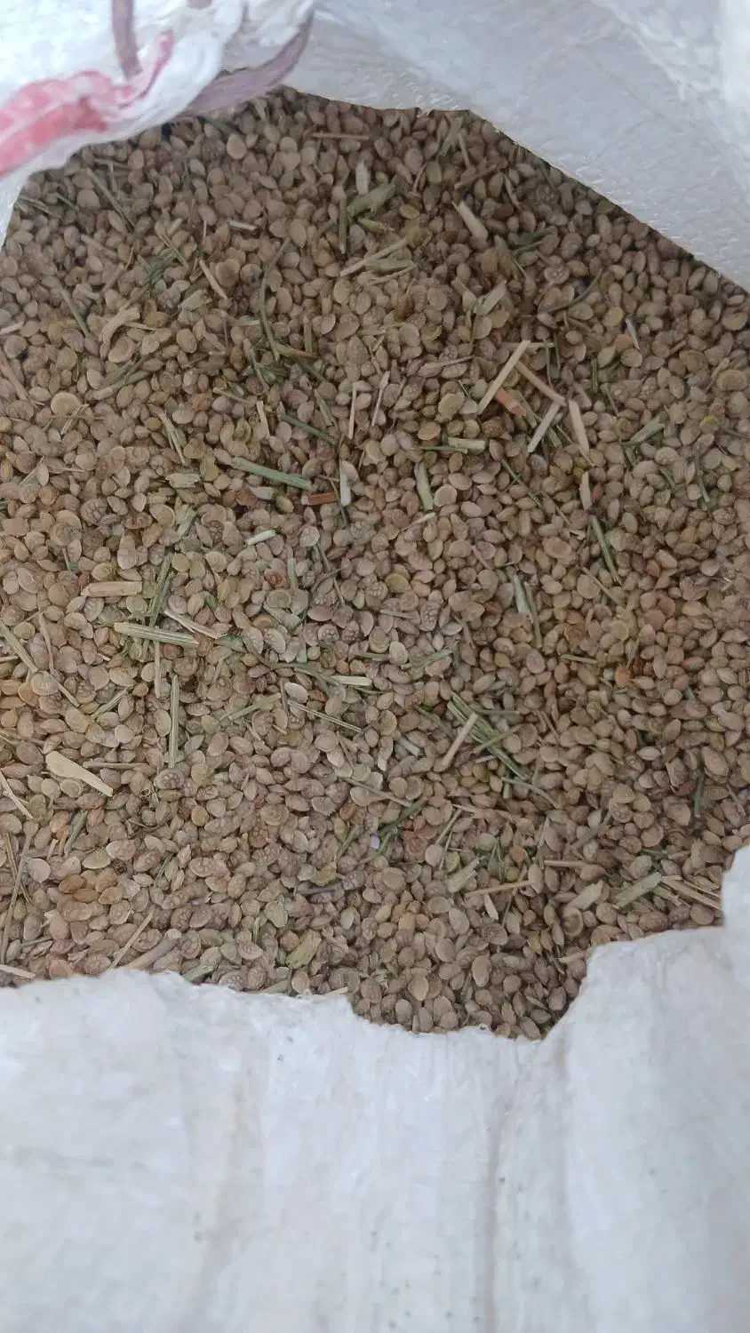 بذر خشه شبدر|گل و گیاه طبیعی|سراب, |دیوار