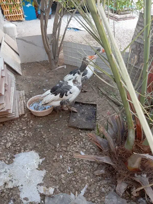 قاز|حیوانات مزرعه|برازجان, |دیوار