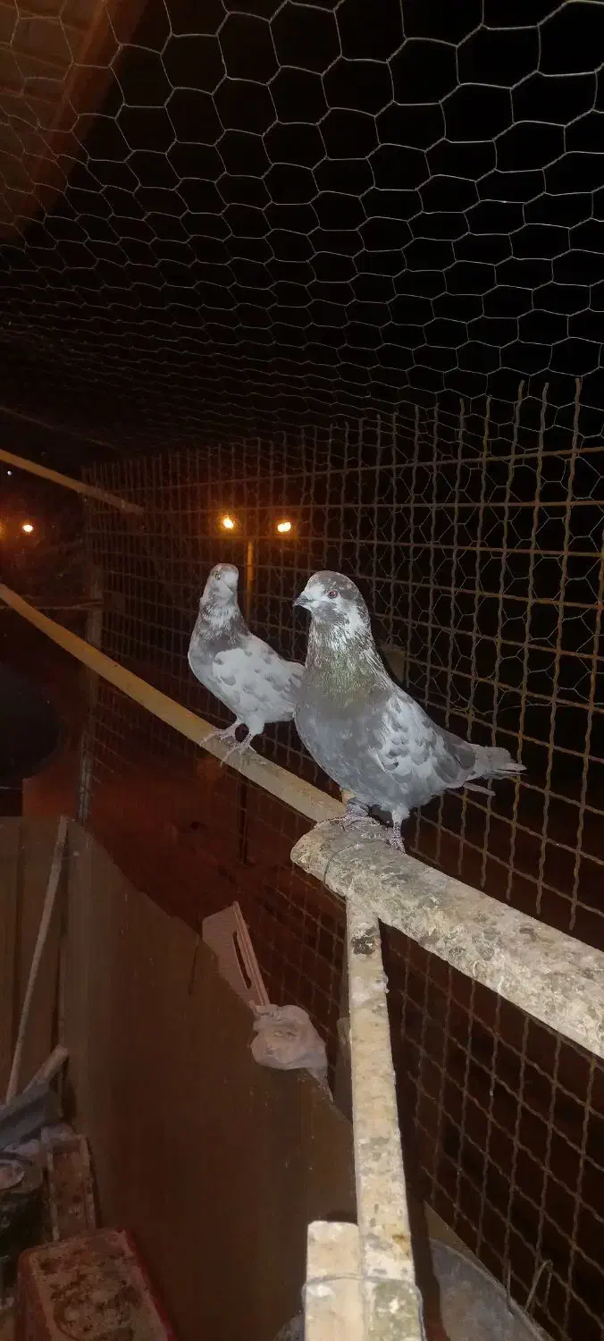 پرنده گم شده|پرنده|دورود, |دیوار