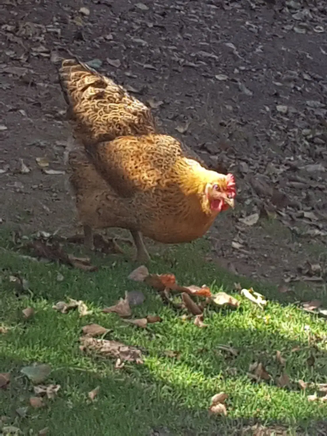 مرغ محلی تخم گزار|حیوانات مزرعه|مینودشت, |دیوار