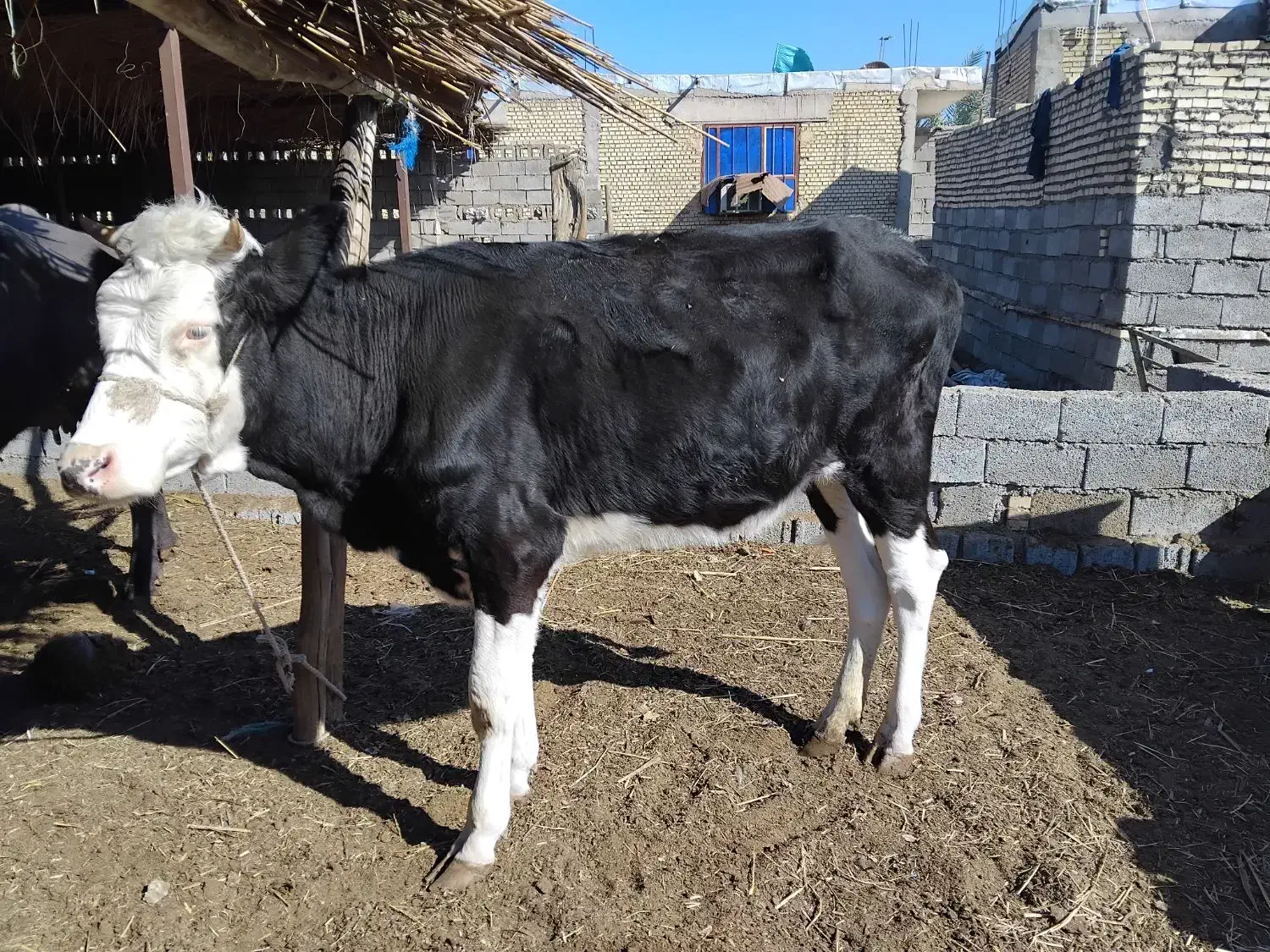 شادگان خنافر خروسی حدبه شمالی|حیوانات مزرعه|شادگان, |دیوار