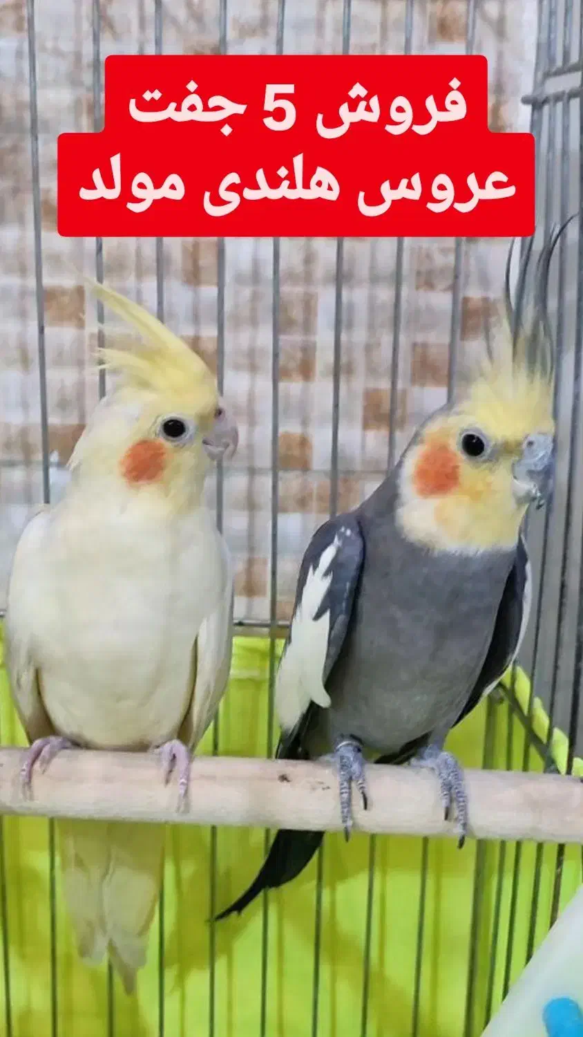 عروس هلندی ، جفت ، جوجه و تک بالغ|پرنده|شیروان (خراسان), |دیوار