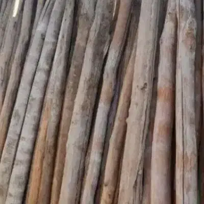 خریدار چوب|خدمات باغبانی و درختکاری|بیجار, |دیوار