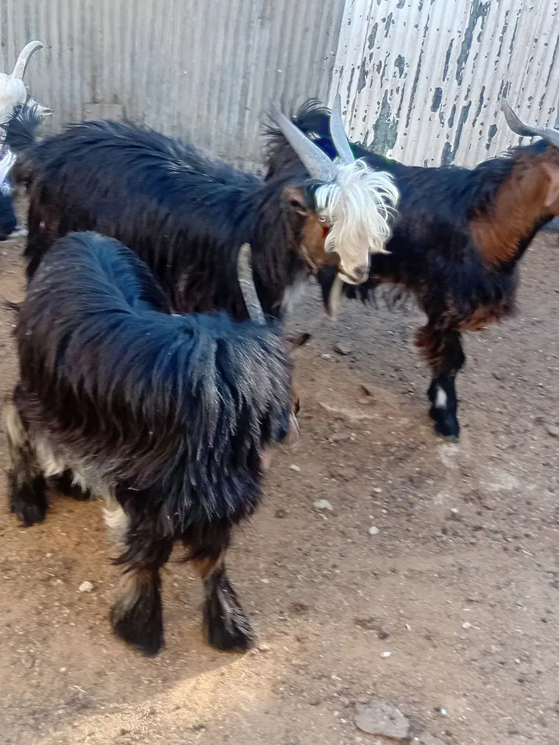 بیگ نر چهار عدد مست مست|حیوانات مزرعه|مسجد سلیمان, |دیوار