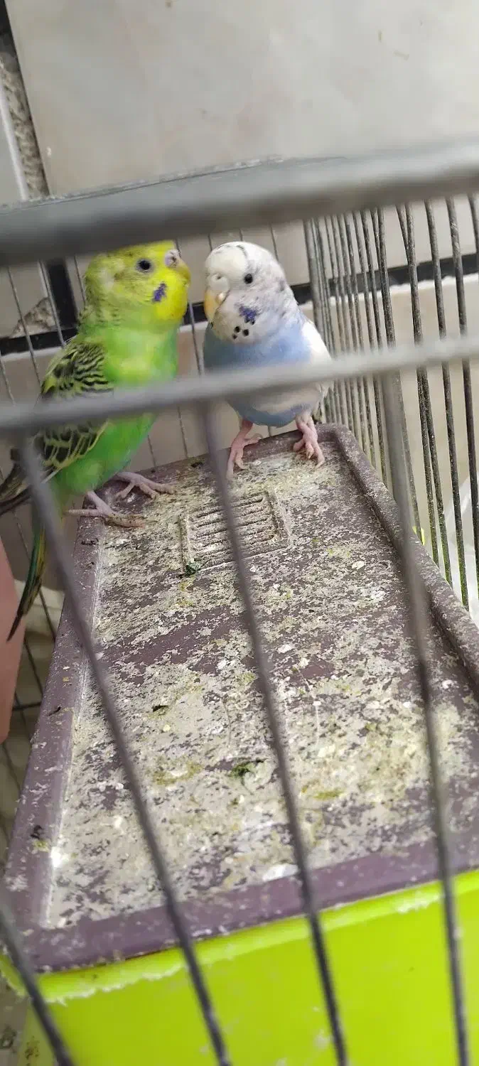 مرغ عشق (سرحال و با نشاط)|پرنده|شیراز, وزیرآباد|دیوار