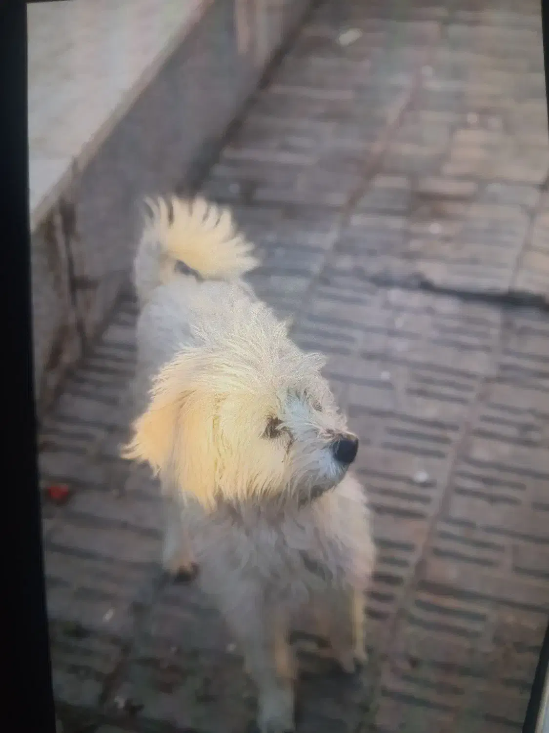 سگ خانگی و بازیگوش|سگ|سیرجان, |دیوار