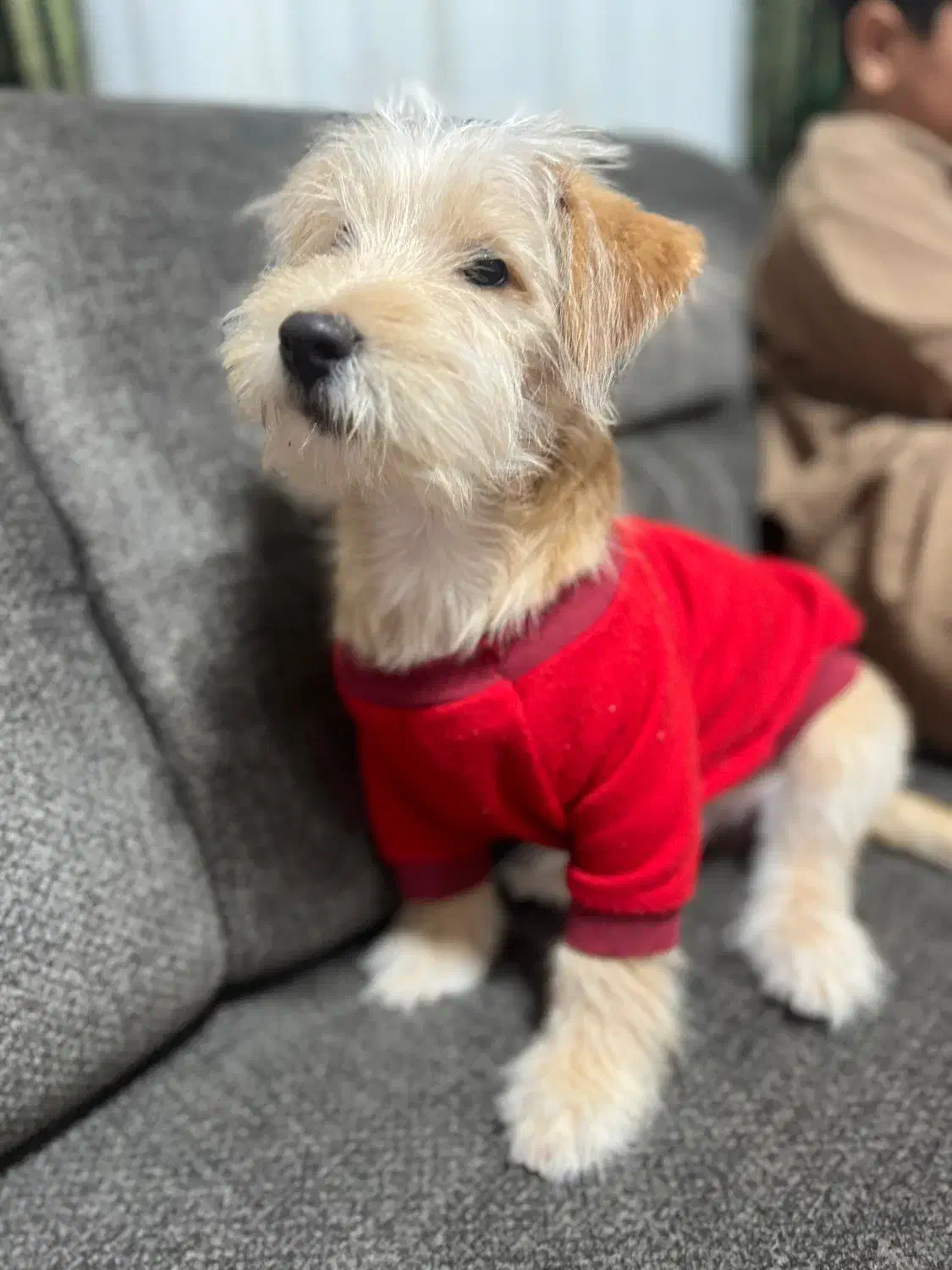 سگ نر پا کوتاه|سگ|ساری, |دیوار