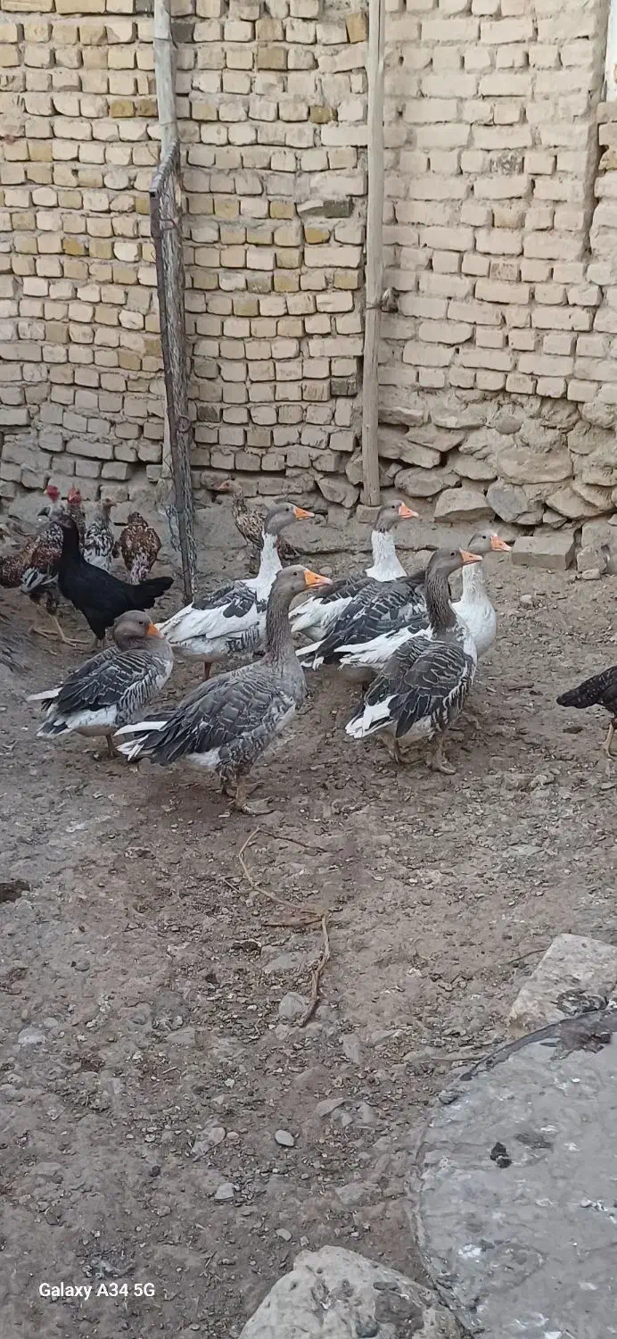 غاز|حیوانات مزرعه|ساروق, |دیوار