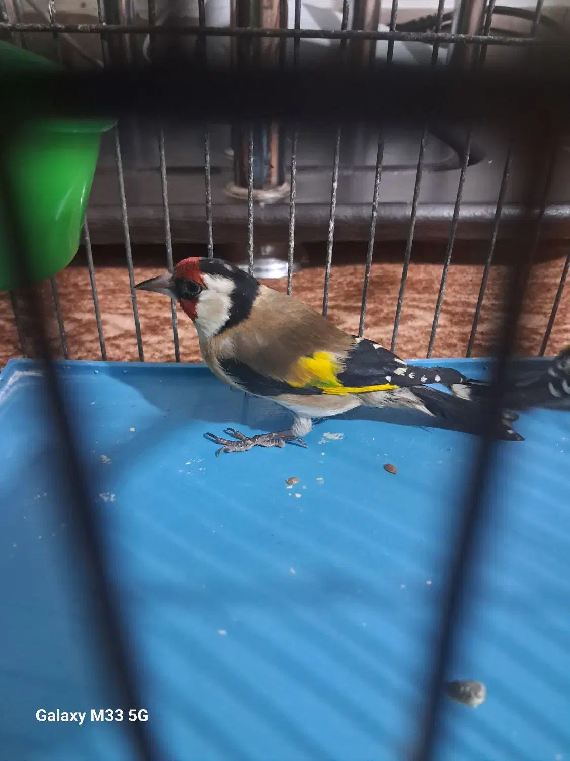 سهره نر پیام بدین بتون بگم|پرنده|همدان, |دیوار