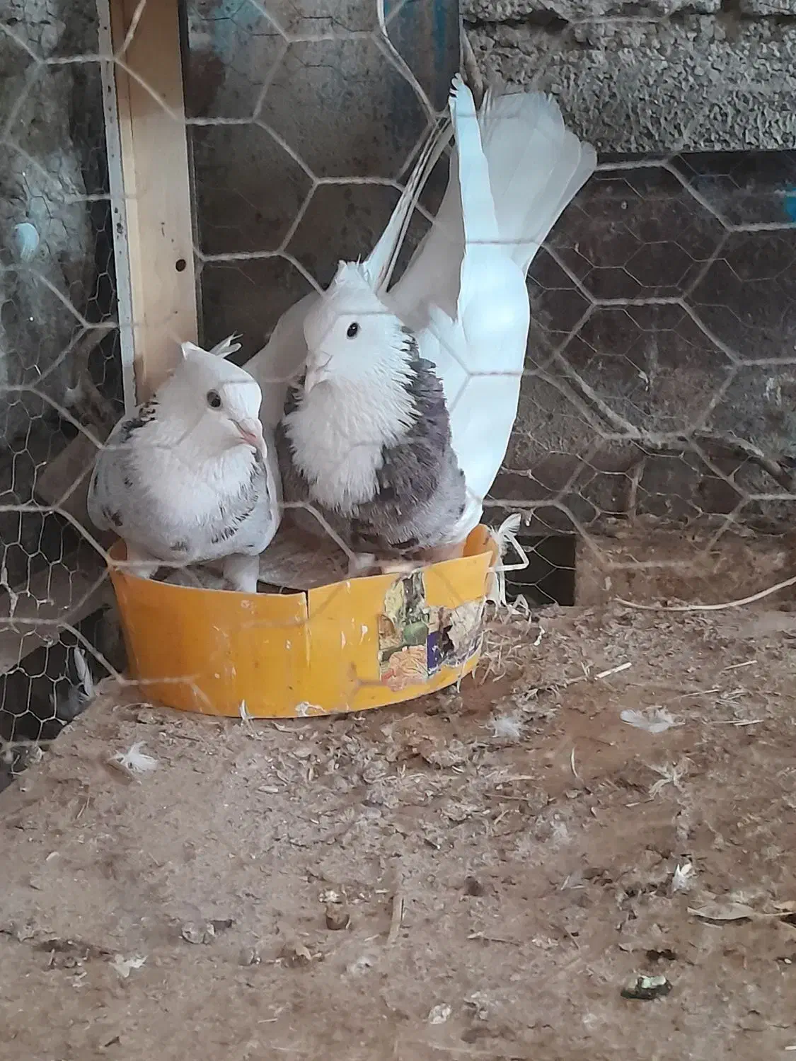 جفت توقی|پرنده|شوش, |دیوار