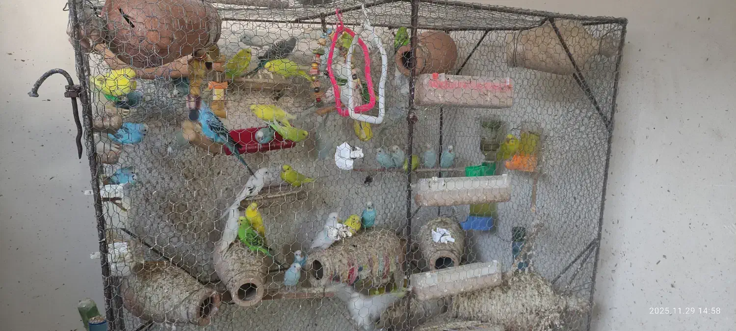 مرغ عشق|پرنده|بندر گز, |دیوار