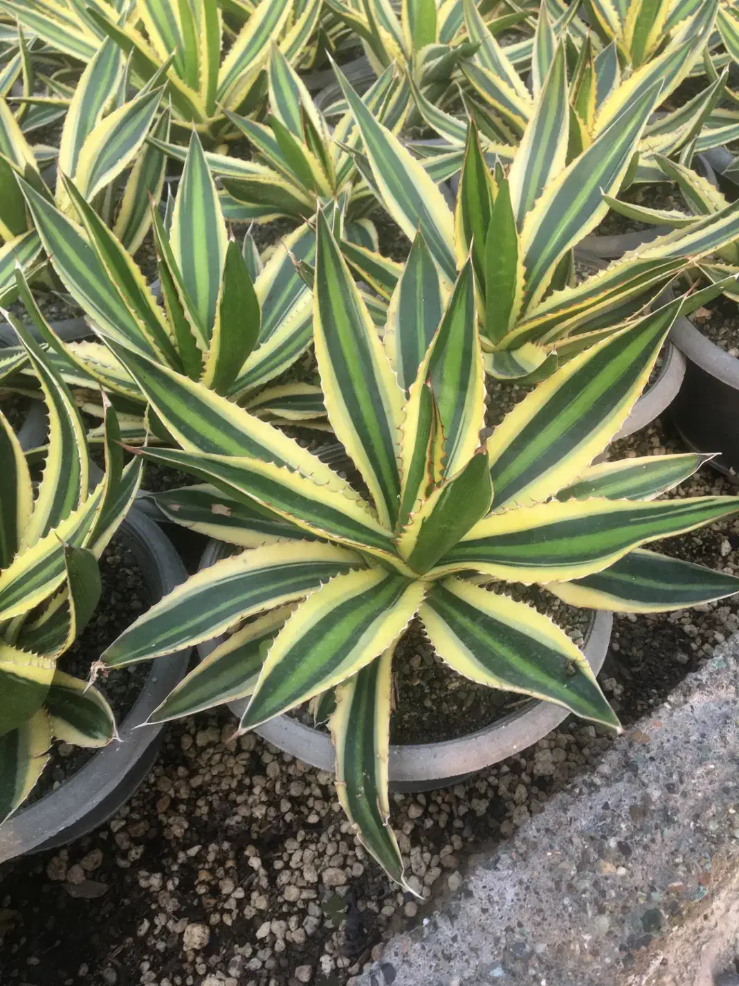 گیاهان اپارتمانی و کلکسیونی|گل و گیاه طبیعی|صفادشت, |دیوار