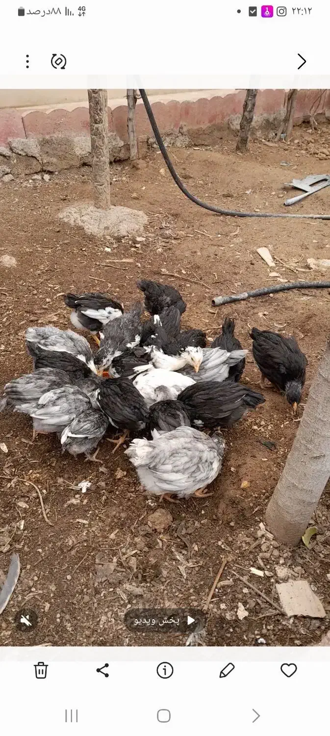 فروش تخم نطفه دار و جوجه|حیوانات مزرعه|زرندیه, |دیوار