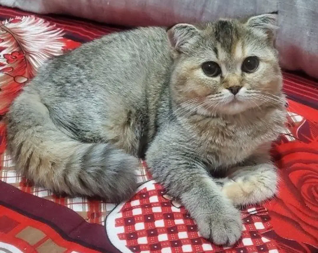 بچه گربه اسکاتیش دبل فولد تبی اصیل ومهربون|گربه|بیرجند, |دیوار