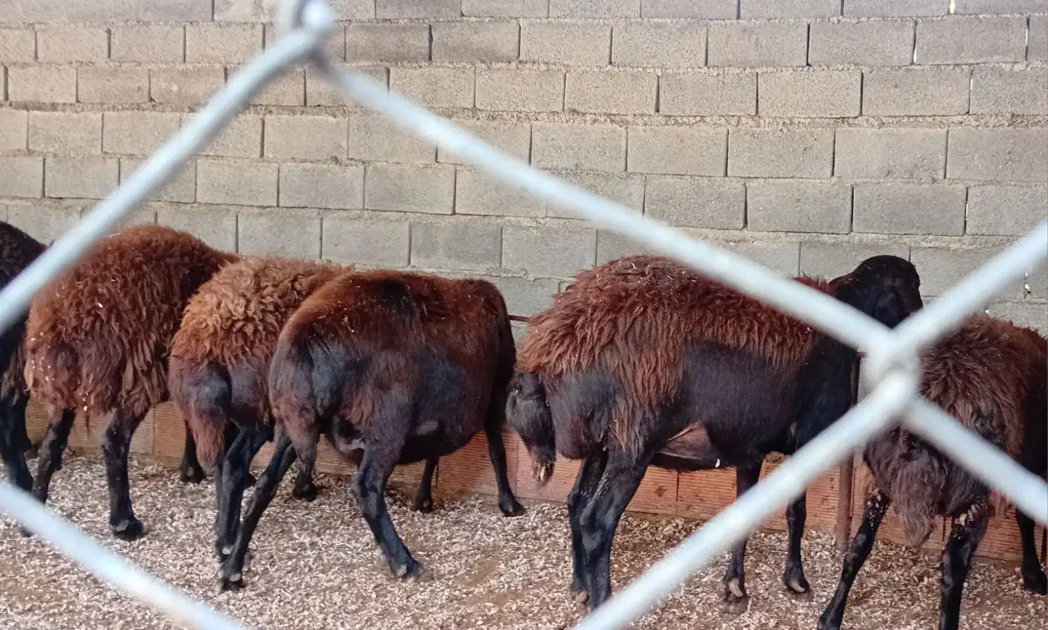 گوسفند ابستن سنگین|حیوانات مزرعه|نکا, |دیوار