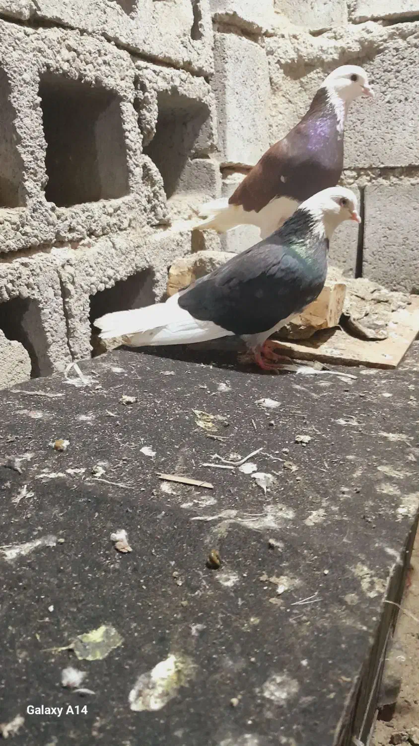 کبوتر|پرنده|میناب, |دیوار